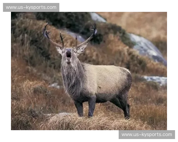 翡翠岛的呐喊与北极鸮的坚韧：爱尔兰vs芬兰，不仅仅是比分背后的绿茵博弈